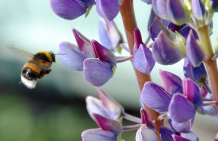 Polenizarea de către bumblebees