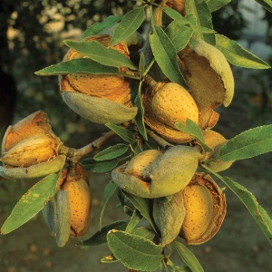 Almond Nut Benefit și Harm