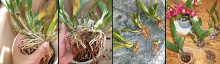 Орхідея ванда посадка, догляд і розмноження в домашніх умовах