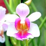 Vanda orchidea ültetés, gondozás és a reprodukció az otthoni