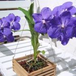 Vanda orchidea ültetés, gondozás és a reprodukció az otthoni