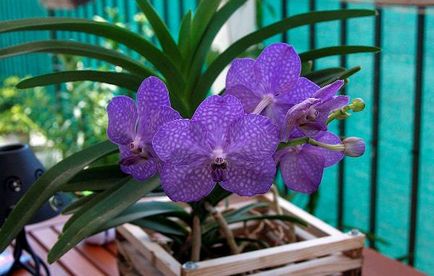 Vanda orchidea ültetés, gondozás és a reprodukció az otthoni