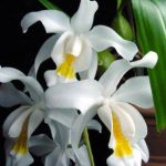 Orhideea Vanda plantarea, îngrijirea și reproducerea la domiciliu