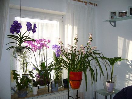 Vanda orchidea ültetés, gondozás és a reprodukció az otthoni