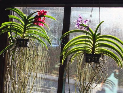 Ванда орхидея засаждане, грижи и репродукция в дома