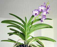 Vanda orchidea gondozása és szaporítása