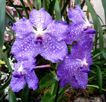 Vanda orchidea gondozása és szaporítása