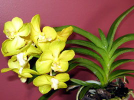 Vanda orchidea gondozása és szaporítása