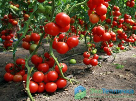 Осінні томати правильна посадка і догляд в теплиці