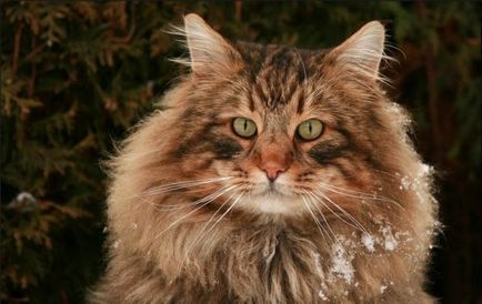 Caracteristicile conținutului pisicilor norvegiene forestiere