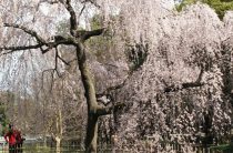 Se odihnește cu copii Nikko (Japonia) - parc național, temple, oraș - odihnă cu copii singuri