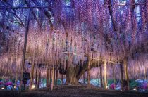 Se odihnește cu copii Nikko (Japonia) - parc național, temple, oraș - odihnă cu copii singuri