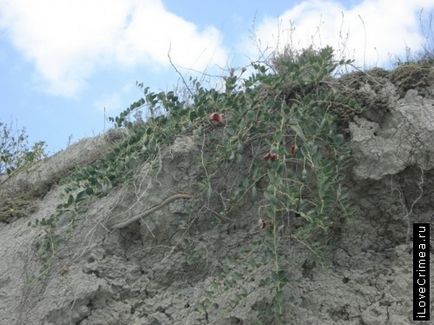 Restul în Ordzhonikidze (plaja fabrică și golful dvuhyakornaya)