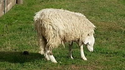 Вівця з перевернутої головою народилася в британії