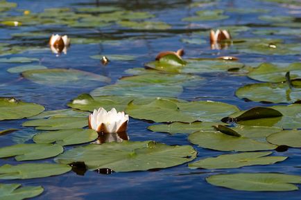 Lacul Tiberkul din regiunea Krasnoyarsk, minunile naturii