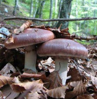 Spiderweb Mushroom, Fotografie