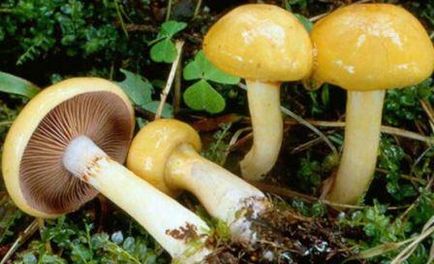 Spiderweb Mushroom, Fotografie