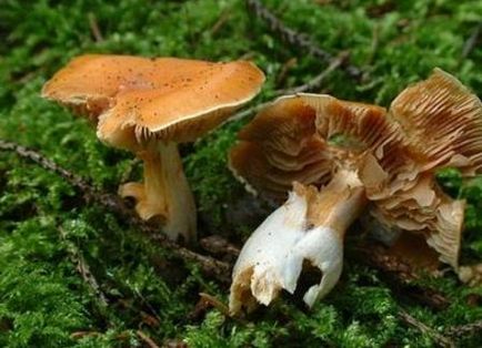 Spiderweb Mushroom, Fotografie