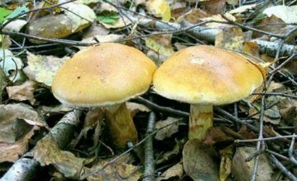 Cortinarius gomba, fotó (kép) Cortinarius gomba fotó