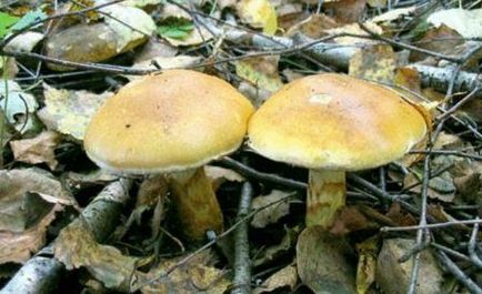 Spiderweb Mushroom, Fotografie