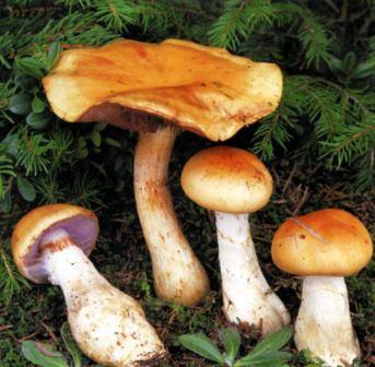 Spiderweb Mushroom, Fotografie