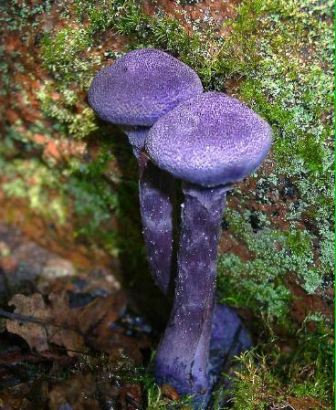 Spiderweb Mushroom, Fotografie