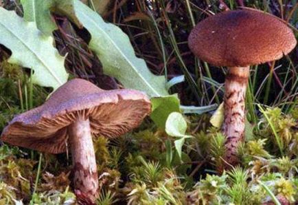 Spiderweb Mushroom, Fotografie