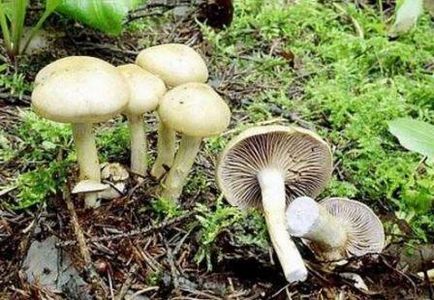 Spiderweb Mushroom, Fotografie