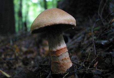 Spiderweb Mushroom, Fotografie