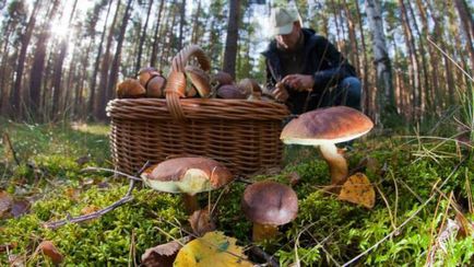 Cortinarius szép - halálos mérgező gomba