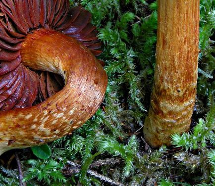 Cortinarius szép - halálos mérgező gomba