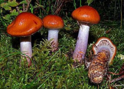 Cortinarius szép - halálos mérgező gomba