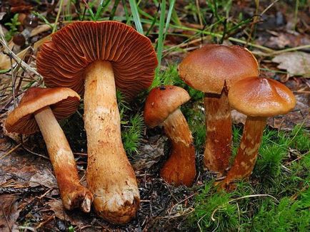 Cortinarius szép - halálos mérgező gomba