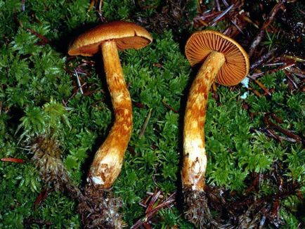 Паутінник красивий - смертельно отруйний гриб