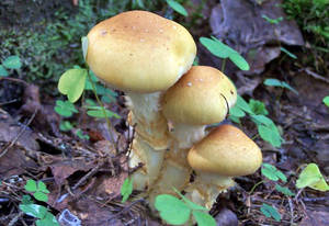 Cortinarius gombák, hogyan és hol növekszik, különösen a gyűjtés, gomba helyszínen