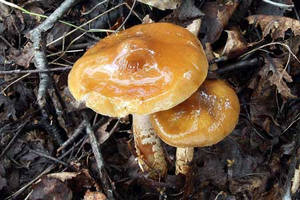 Cortinarius gombák, hogyan és hol növekszik, különösen a gyűjtés, gomba helyszínen