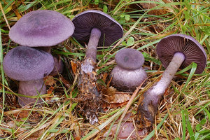 Cortinarius gombák, hogyan és hol növekszik, különösen a gyűjtés, gomba helyszínen