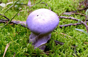 Паутінник різновиди гриба, як і де росте, особливо збору, грибний сайт