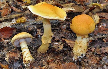 Паутінник жовтий опис гриба, місця поширення