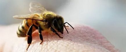 Бджолина отрута при хворобі Паркінсона