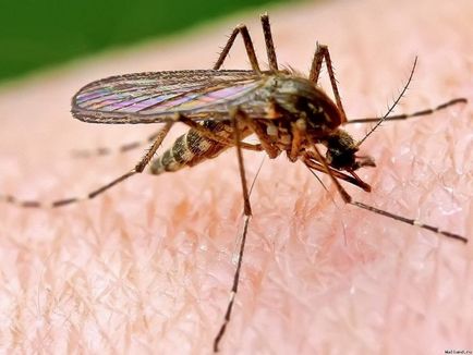 Чи переносять комарі гепатит шляху передачі вірусу