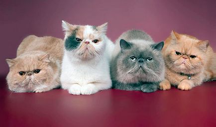 Perzsa macska - fotó, leírás, természetét, tartalmát