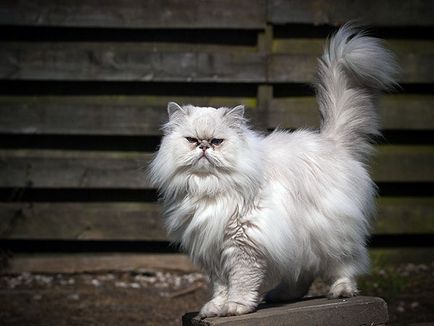 Persană pisică - fotografie, descriere, caracter, conținut