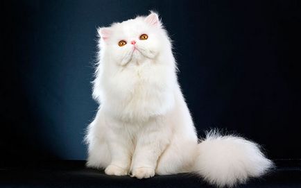 Perzsa macska - fotó, leírás, természetét, tartalmát
