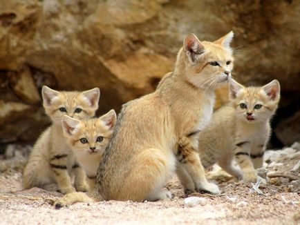 Pisici de nisip 11 fotografii de animale de catifea si gratioase care nu locuiesc in captivitate