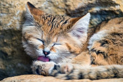 Pisici de nisip 11 fotografii de animale de catifea si gratioase care nu locuiesc in captivitate