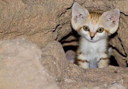 Pisici de nisip 11 fotografii de animale de catifea si gratioase care nu locuiesc in captivitate