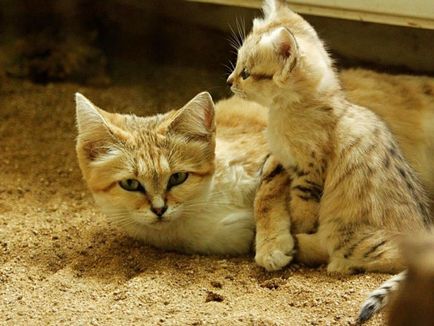 Pisica de nisip 11 fotografii de animale de catifea si gratioase care nu locuiesc in captivitate