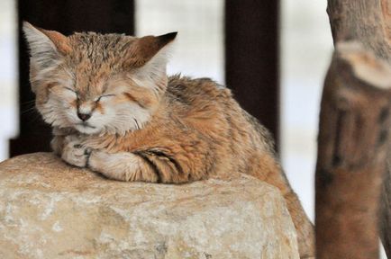 Pisici de nisip 11 fotografii de animale de catifea si gratioase care nu locuiesc in captivitate