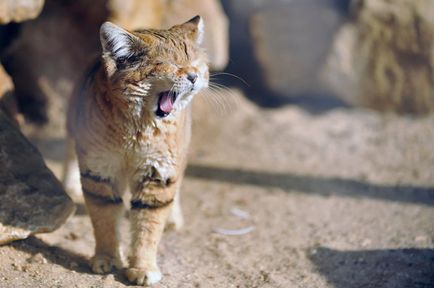 Pisica de nisip 11 fotografii de animale de catifea si gratioase care nu locuiesc in captivitate
